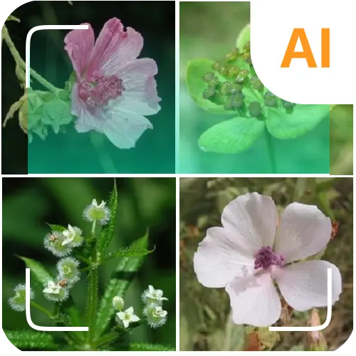 Plant identifier